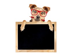 Funny dog wearing red glasses and holding pencil behind blank blackboard isolated