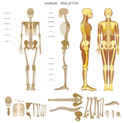 Human anatomy. Realistic detailed skeleton of a full-length, front and profile view.
