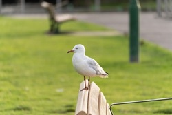 White Australian Seagull Bird Sitting by the Lakeside Shore