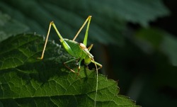 A long-horned grasshopper on a leaf. Also known by the names katydid and bush cricket

