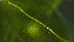 Water plant algae view under microscope