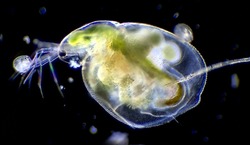 Water flea daphnia microscopic magnification