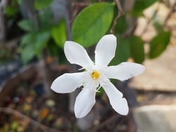 A beautifull jasmine flower, white coloured view on top