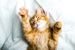 Funny red kitten in the bed. Ginger cat on white blanket. Relaxing and happy morning. 