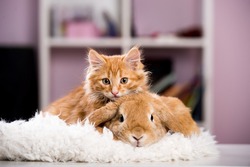 Ginger cat and rabbit playing together. Happy red pets isolated on blue. 
