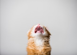 Cry cat isolated. Funny ginger kitten with open mouth.  