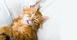 funny ginger cat lying in the bed on white bed clothes