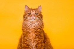 The portrait of smiling ginger cat isolated on yellow background. Funny red cat face with smile. Big green eyes. Looking in camera. Red fluffy cat. Banner for website. Animal and pet concept