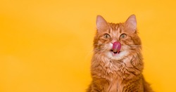 Red cat licking face isolated on yellow. Ginger pet with big eyes looking up. Tasty food for animal. Red fluffy friend. Domestic cute pet.
