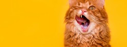 Portrait of funny ginger domestic cat with widly open moth and long tounge out. Burmese Kitten lick with tongue. Tasty food for domestic animal. Winking cat isolated on yellow paper background.
