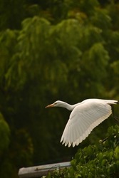 beautiful egret on the perch and beautiful takeoff