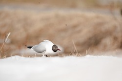 Seagull bird in a snowy nature atmosphere