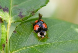 The Asian Ladybug. Harmonia axyridis, also 