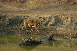 Royal bengal tiger behavioral images taken in the Tiger reserves in India. Images are focused on the subject as well as the natural location to make the wild tiger behavior visible. Tiger is the apex 