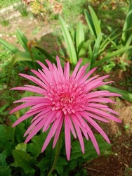 Gerbera jamesonii is a species of flowering plant in the genus Gerbera belonging to the basal Mutisieae tribe in the large family Asteraceae.