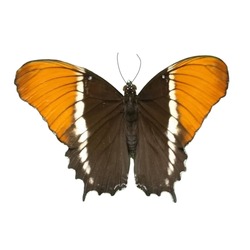 flame bordered emperor butterfly, charaxes protoclea, orange and black butterfly isolated on a white background