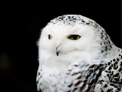 Snowy Owl, British Columbia