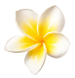 fresh white Frangipani flower isolated on white background