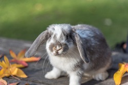 domestic bunny rabbit on the grass
