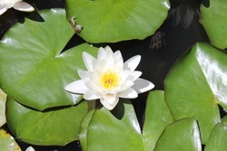 Lilypads blooming in water pond