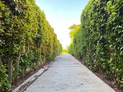 Green passage corridor plants along