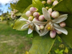Picture of the flowering period, Citrus Blooming Season