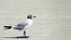                                Seagulls Cooling Down at the Beach