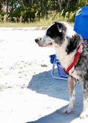                      Black and White Dog at the Beach          