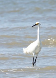         Snowy Egret Cooling Down at the Beach                       