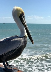 Brown Pelicans on the Pier at Cocoa Beach