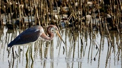                         Tricolored heron fishing at Fish Haul Beach in Hilton Head. Bird is on left side of photo looking down. Water and reeds provide the background.       