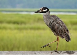                          Marching yellow crowned night heron in Shelter Cove on Hilton Head Island. Bird is on right side of photo with foot raised. Marsh grasses and water are the background.      