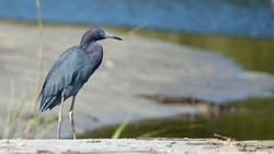                                Little blue heron standing by the water’s edge at Fish Haul Beach. Sand and water provide the background on a sunny morning.