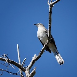        Portrait of a northern mockingbird perched on a branch with bright blue skies providing the background at Shelter Cove.                        