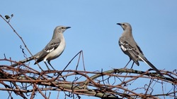  Northern mockingbird pair perched on a branch with bright blue skies providing the background.