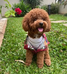 a cute toy poodle wearing baek yijin from kdrama twenty five twenty one inspired outfit. such a flower boy. fashion on point