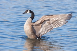 A profile of a canada goose as it rises out of a blue lake.  At it rises, the  goose spreads its wings backwards as if to imitate an angel floating to heaven.