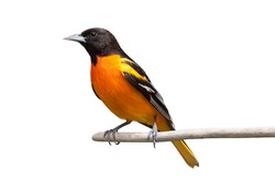 A baltimore oriole isolated on a white background.