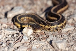 A garter snake slithers itself across a footpath of crushed limestone