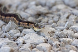 A garter snake slithers across a limestone footpath