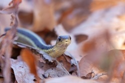 A garter snake slithers itself through fallen leaves