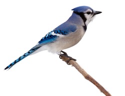 profile of a bluejay as it proudly perches on branch surveying the backyard. blue jay is isolated on a white background with catch light in its eye