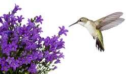 hummingbird hovers of a purple campanula get mee, white background