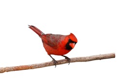 male cardinal perched on a branch peers sideways; white background