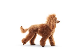 Profile shot of a red poodle walking isolated on white background