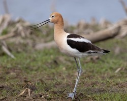 This image show a strikingly colored American avocet, a large wading bird. You can see its long legs and beak, which are well suited for how it feeds. The bird is calling, a high-pitched 