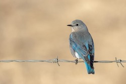 Looking pretty on a barbed wire strand, this female mountain bluebird surveys its surroundings, staying alert for predators or insects to eat.  The vibrance of the blue changes depending on the sun.
