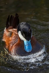 The male ruddy duck's courtship ritual is a bit odd.  By hitting its breast feathers with its blue bill, it forces out air trapped under its breast feathers, creating bubbly shock waves of water. 