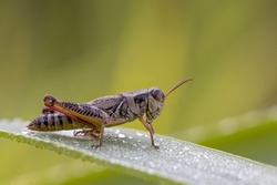A two-striped grasshopper sits on a blade of dew-laden grass, which is bent over.  A common grasshopper, this insect can be a pest if numbers get out of balance.