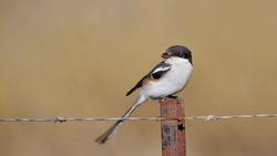 South African birds. Small sparrow